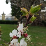 Marillenblüte im Jugendhaus-Garten