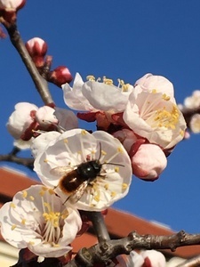 Marillenblüte im Marillengarten