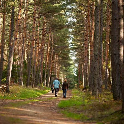 Forst Dunkelsteinerwald