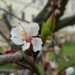 Marillenblüte im Jugendhaus-Garten