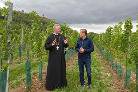 Lese am 14. September 2026 in der Riede Kirschleiten
